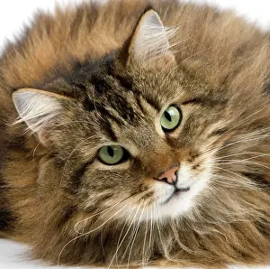 Tomcat: Angora Domestic Cat, Portrait of Male against White