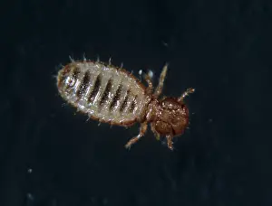 Louse: Angora goat biting louse