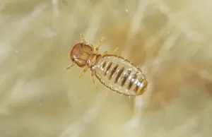 Biting: Angora goat biting louse