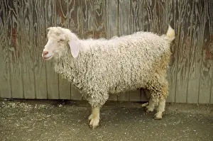 Domsetic: Angora Goat - domestic