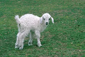 Kids: Angora Goat Kid