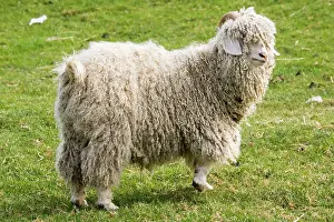 Cotswold: Angora Goat - Rare Breed Trust Cotswold Farm Park