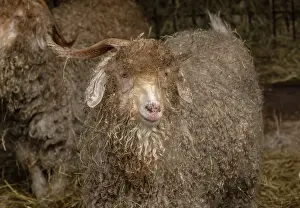 Wool: Angora goat, reared for the production of Mohair