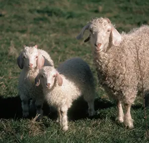 Twin: Angora goat with twins