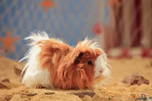 Vertebra: Angora guinea pig, red-white, in the sand, summer