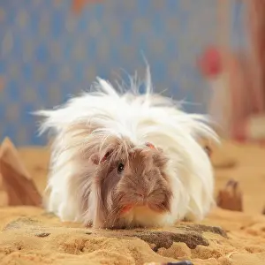 Vertebra: Angora guinea pig, slateblue-gold-white, in the