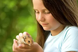 Stroking: Angora Hamster - being held by girl