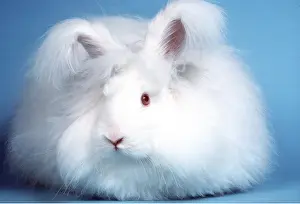 Angoras: Angora RABBIT