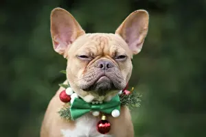 Noble: Angry red fawn French Bulldog dog wearing seasonal