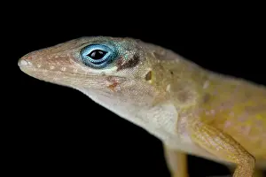 Sint: Anguilla bank bush anole (Anolis pogus)