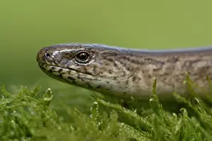 Slow: Anguis fragilis