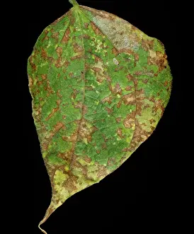 Angular: Angular Leaf Spot