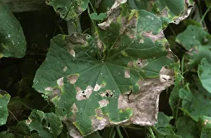 Bacterial: Angular Leaf Spot on Squash leaf