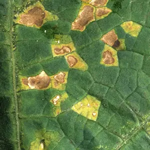 Squash: Angular Leaf Spot on Squash leaf