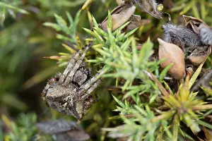 Weaving: Angular Orb Weaving Spider