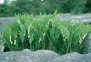 Polygonatum: Angular Soloman's Seal