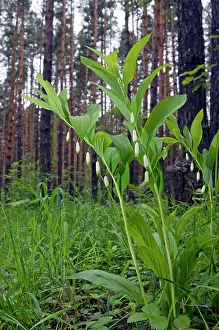 Scented: Angular Solomon - seal / Scented Solomon - seal