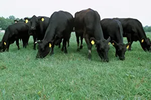 Angus: Angus cattle