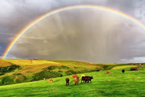 Angus: Angus cattle grazing on pasture in agricultural
