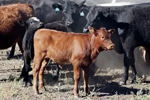 Ranches: Angus / Charolais Cattle