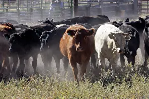 Ranches: Angus / Charolais Cattle