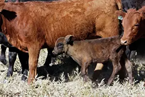 Ranches: Angus / Charolais Cattle - calf