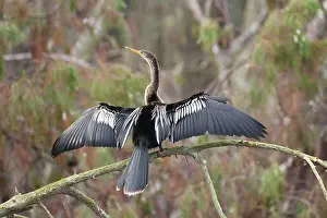 Anhingas: Anhinga