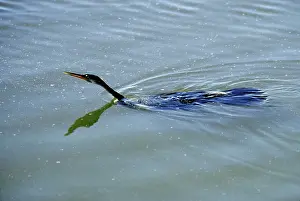 Wake: Anhinga