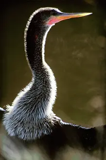 Snakebird: Anhinga