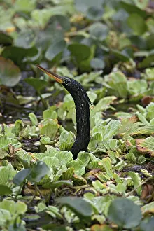 Anhinga: Anhinga