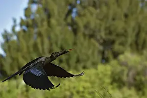 Anhinga: Anhinga