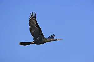 Anhinga: Anhinga
