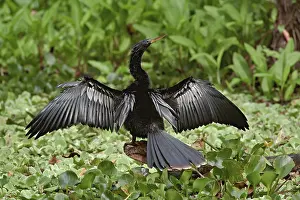 Anhinga: Anhinga