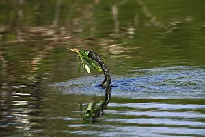 Anhinga: Anhinga