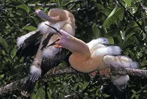 Anhinga: Anhinga