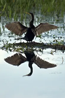 Anhinga: Anhinga