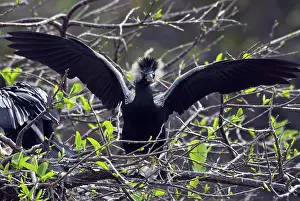 Anhinga: Anhinga