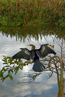 Anhinga: Anhinga