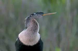 Anhinga: Anhinga
