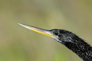 Anhinga: Anhinga