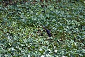 Anhinga: Anhinga