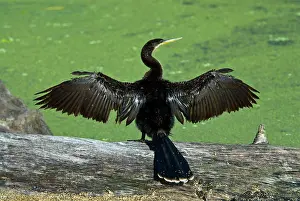 Anhinga: Anhinga