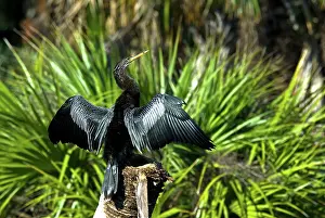 Anhinga: Anhinga