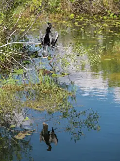 Anhinga: Anhinga