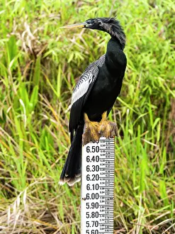 Anhinga: Anhinga