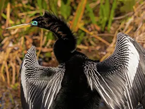 Anhinga: Anhinga