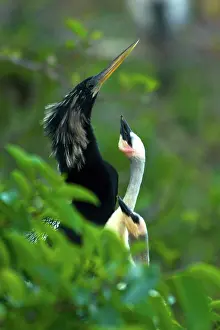 Anhinga: Anhinga adult with chicks