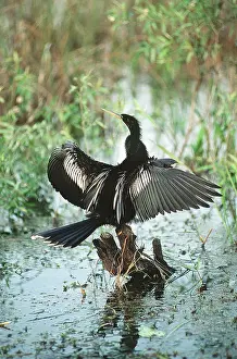 Drying: ANHINGA / American Darter - drying feathers in sun