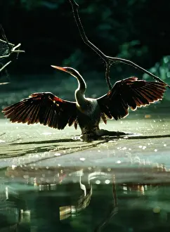Anhingas: ANHINGA / American Darter - drying wings after fishing