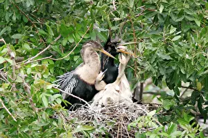 Regurgitating: Anhinga / American Darter - parents at nest feeding chicks